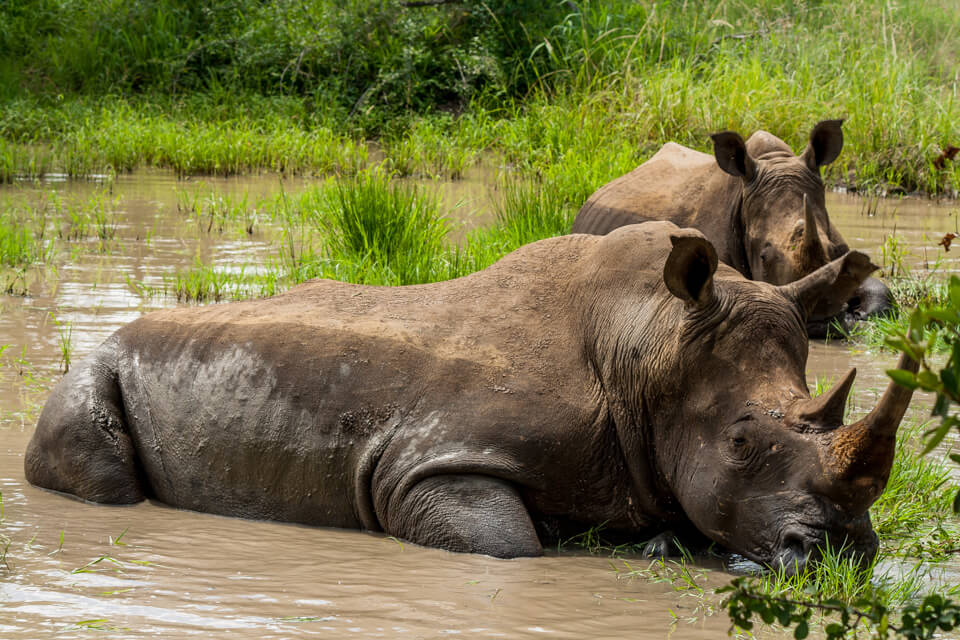 Rhinosros